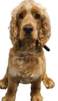 Headshot of Teddy the dog - PCR Technology Recruitment