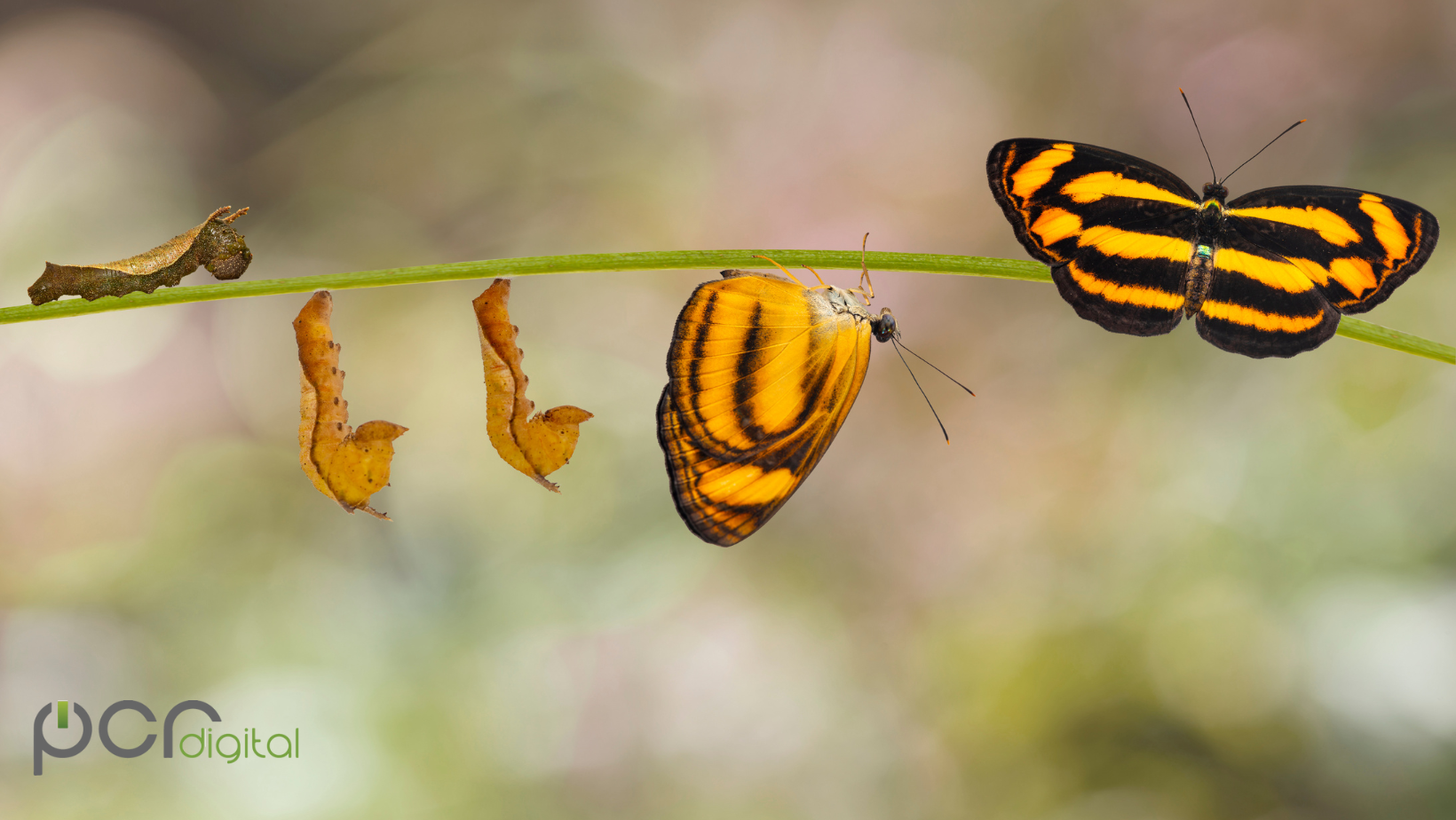 Image of a caterpillar changing into a butterfly