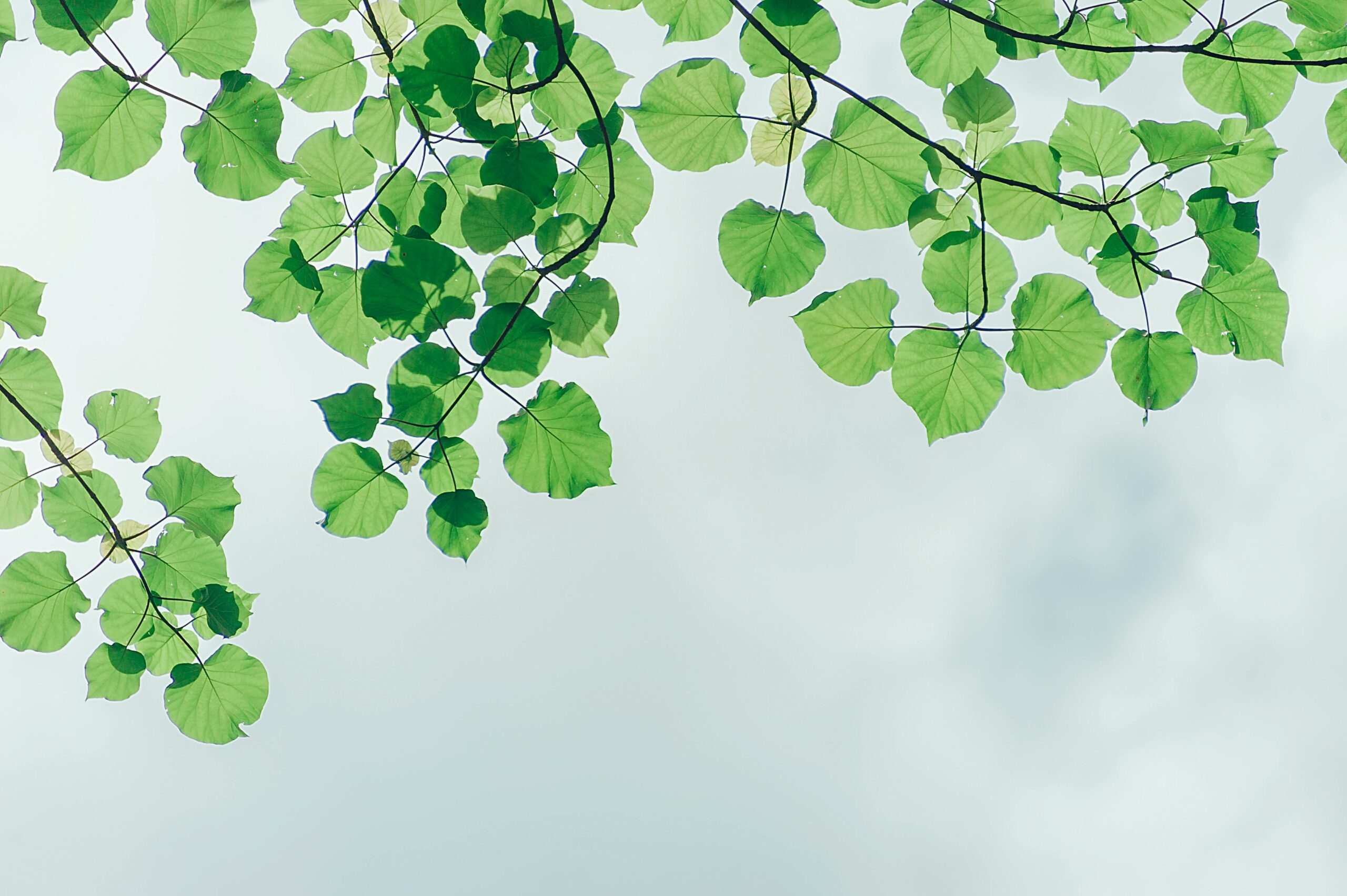 B Corp Impact Report 2025